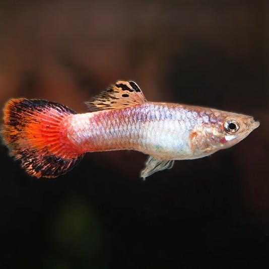 Guppy male coral tail